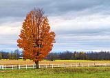 Autumn Tree_29716